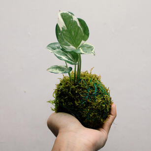 Kokedama plant
