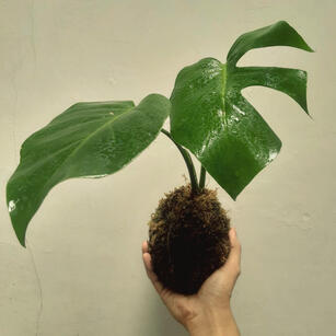 Kokedama Monstera