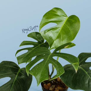 Monstera for Sale